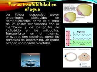 Por su insolubilidad en
el agua
Los
lípidos
corporales
suelen
encontrarse
distribuidos
en
compartimientos, como es el caso
de los lípidos relacionados con la
membrana y de las gotitas de
triglicérido
en
los
adipocitos,
Transportarse
en
el
plasma,
enlazados con proteínas, como las
partículas de lipoproteína. Los lípidos
ofrecen una barrera hidrófoba

 