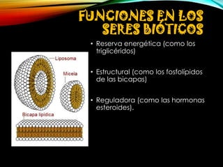 FUNCIONES EN LOS
SERES BIÓTICOS
• Reserva energética (como los
triglicéridos)
• Estructural (como los fosfolípidos
de las bicapas)

• Reguladora (como las hormonas
esteroides).

 
