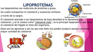 LIPOPROTEÍNAS

Las lipoproteínas son moléculas de proteínas y grasa,
las cuales transportan el colesterol y sustancias similares
a través de la sangre.
El colesterol asociado a las lipoproteínas de baja densidad se le denomina LDL
colesterol, y se le conoce como "colesterol malo", es la principal lipoproteína que lleva
el colesterol del hígado al resto del organismo.
Estas son las agresoras y son las que más daño nos pueden producir porque contienen
mayor cantidad de colesterol

 