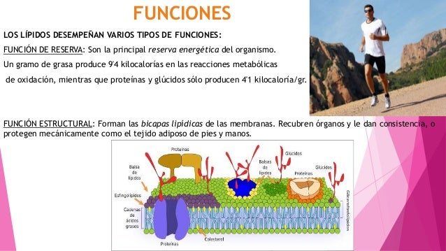 Lipidos