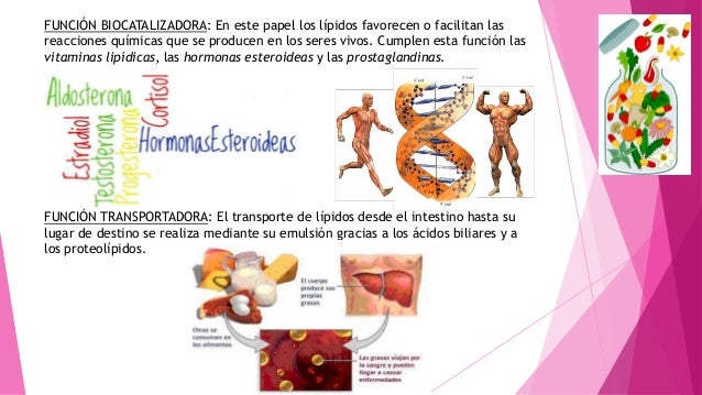 Lipidos