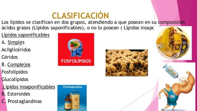 Lipidos