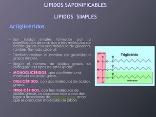 • Son lípidos simples formados por la
esterificación de una, dos o tres moléculas de
ácidos grasos con una molécula de glicerina,
también llamada glicerol.
• También reciben el nombre de glicéridos o
grasas simples.
• Según el número de ácidos grasos, se
distinguen tres tipos de estos lípidos:
que contienen una
molécula de ácido graso.
grasos.

con dos moléculas de ácidos
con tres moléculas de

ácidos grasos. Los acilglicéridos frente a bases dan
lugar a reacciones de saponificación en la
que se producen moléculas de jabón.

 