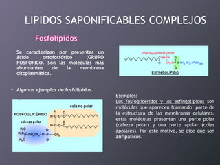 LIPIDOS SAPONIFICABLES COMPLEJOS
• Se caracterizan por presentar un
ácido
ortofosfórico
(GRUPO
FOSFORICO. Son las moléculas más
abundantes
de
la
membrana
citoplasmática.
• Algunos ejemplos de fosfolípidos.
Ejemplos:
Los fosfogliceridos y los esfingolípidos son
moléculas que aparecen formando parte de
la estructura de las membranas celulares.
estas moléculas presentan una parte polar
(cabeza polar) y una parte apolar (colas
apolares). Por este motivo, se dice que son
anfipáticos.

 
