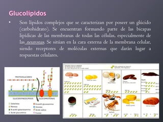 •

Son lípidos complejos que se caracterizan por poseer un glúcido
(carbohidrato). Se encuentran formando parte de las bicapas
lipídicas de las membranas de todas las células, especialmente de
las neuronas. Se sitúan en la cara externa de la membrana celular,
siendo receptores de moléculas externas que darán lugar a
respuestas celulares.

 