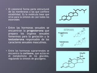 • El colesterol forma parte estructural
de las membranas a las que confiere
estabilidad. Es la molécula base que
sirve para la síntesis de casi todos los
esteroides

• Entre las hormonas sexuales se
encuentran la progesterona que
prepara los órganos sexuales
femeninos para la gestación y la
testosterona responsable de los
caracteres sexuales masculinos.
• Entre las hormonas suprarrenales se
encuentra la cortisona, que actúa en
el metabolismo de los glúcidos,
regulando la síntesis de glucógeno.

 