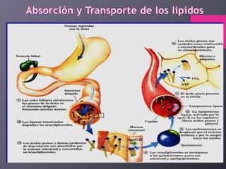 Lipidos