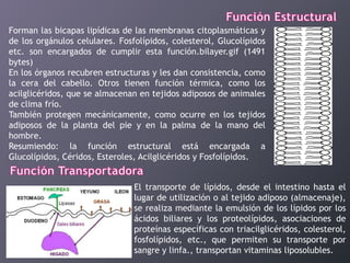 Forman las bicapas lipídicas de las membranas citoplasmáticas y
de los orgánulos celulares. Fosfolípidos, colesterol, Glucolípidos
etc. son encargados de cumplir esta función.bilayer.gif (1491
bytes)
En los órganos recubren estructuras y les dan consistencia, como
la cera del cabello. Otros tienen función térmica, como los
acilglicéridos, que se almacenan en tejidos adiposos de animales
de clima frío.
También protegen mecánicamente, como ocurre en los tejidos
adiposos de la planta del pie y en la palma de la mano del
hombre.
Resumiendo: la función estructural está encargada a
Glucolípidos, Céridos, Esteroles, Acilglicéridos y Fosfolípidos.
El transporte de lípidos, desde el intestino hasta el
lugar de utilización o al tejido adiposo (almacenaje),
se realiza mediante la emulsión de los lípidos por los
ácidos biliares y los proteolípidos, asociaciones de
proteínas específicas con triacilglicéridos, colesterol,
fosfolípidos, etc., que permiten su transporte por
sangre y linfa., transportan vitaminas liposolubles.

 