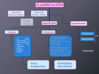 Saponificables

Simples

Complejos
Los
lípidos
saponificables en
cuya composición
química
sólo .
intervienen
carbono
hidrógeno
y
oxígeno.

•Son lípidos saponificables
en cuya estructura molecular
además de carbono,
hidrógeno y oxígeno, hay también
nitrógeno, fósforo,
azufre o un glúcido.
•Son las principales moléculas
constitutivas de la doble capa
lipídica de la membrana,
por lo que también se llaman lípidos
de membrana.
Son también moléculas anfipáticas.

Insaponificables

Terpenos
Esteroides

* Isoprenos

*

 