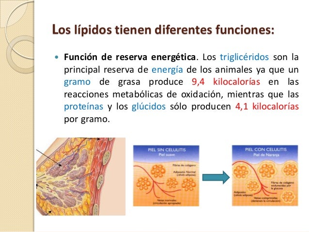 Lipidos
