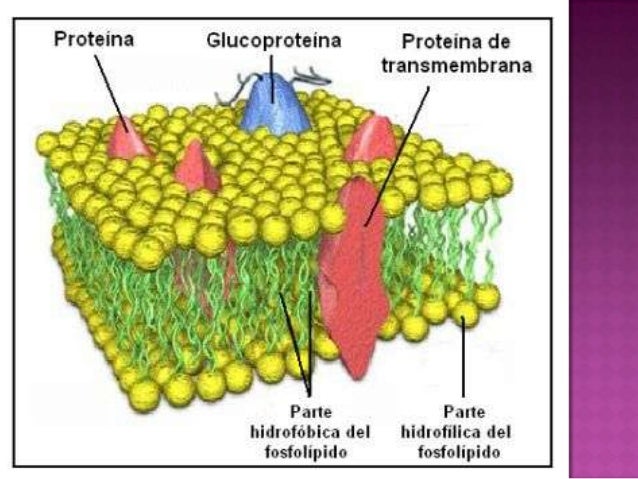 cadenas alifaticas definicion lipidos cadenas alifaticas definicion lipidos