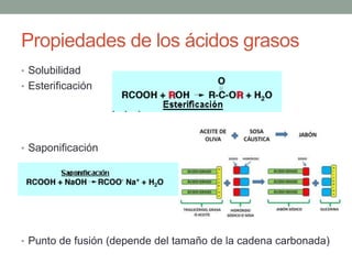 Propiedades de los ácidos grasos
• Solubilidad
• Esterificación
• Saponificación
• Punto de fusión (depende del tamaño de la cadena carbonada)
 