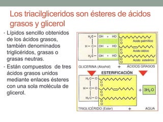Los triacilgliceridos son ésteres de ácidos
grasos y glicerol
• Lípidos sencillo obtenidos
de los ácidos grasos,
también denominados
triglicéridos, grasas o
grasas neutras.
• Están compuestos de tres
ácidos grasos unidos
mediante enlaces ésteres
con una sola molécula de
glicerol.
 