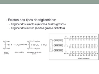 • Existen dos tipos de triglicéridos:
• Triglicéridos simples (mismos ácidos grasos)
• Triglicéridos mixtos (ácidos grasos distintos)
 