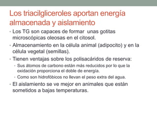 Los triacilgliceroles aportan energía
almacenada y aislamiento
• Los TG son capaces de formar unas gotitas
microscópicas oleosas en el citosol.
• Almacenamiento en la célula animal (adipocito) y en la
célula vegetal (semillas).
• Tienen ventajas sobre los polisacáridos de reserva:
• Sus átomos de carbono están más reducidos por lo que la
oxidación proporciona el doble de energía.
• Como son hidrofóbicos no llevan el peso extra del agua.
• El aislamiento se ve mejor en animales que están
sometidos a bajas temperaturas.
 