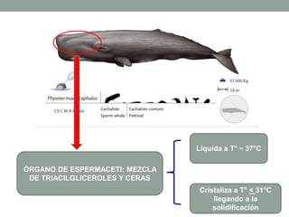 ÓRGANO DE ESPERMACETI: MEZCLA
DE TRIACILGLICEROLES Y CERAS
Líquida a T° ≈ 37°C
Cristaliza a T° < 31°C
llegando a la
solidificación
 