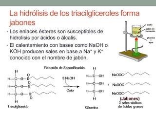 La hidrólisis de los triacilgliceroles forma
jabones
• Los enlaces ésteres son susceptibles de
hidrolisis por ácidos o álcalis.
• El calentamiento con bases como NaOH o
KOH producen sales en base a Na+ y K+
conocido con el nombre de jabón.
 