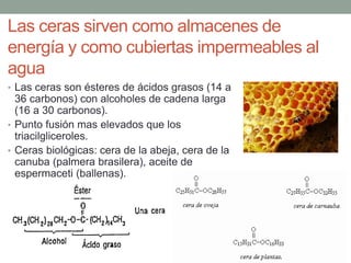 Las ceras sirven como almacenes de
energía y como cubiertas impermeables al
agua
• Las ceras son ésteres de ácidos grasos (14 a
36 carbonos) con alcoholes de cadena larga
(16 a 30 carbonos).
• Punto fusión mas elevados que los
triacilgliceroles.
• Ceras biológicas: cera de la abeja, cera de la
canuba (palmera brasilera), aceite de
espermaceti (ballenas).
 