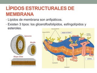 LÍPIDOS ESTRUCTURALES DE
MEMBRANA
• Lípidos de membrana son anfipáticos.
• Existen 3 tipos: los glicerolfosfolipidos, esfingolípidos y
esteroles.
 
