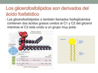 Los glicerofosfolípidos son derivados del
ácido fosfatídico
• Los glicerofosfolipidos o también llamados fosfoglicéridos
contienen dos ácidos grasos unidos al C1 y C2 del glicerol
mientras el C3 esta unido a un grupo muy polar.
 
