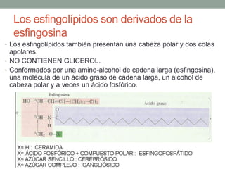 Los esfingolípidos son derivados de la
esfingosina
• Los esfingolípidos también presentan una cabeza polar y dos colas
apolares.
• NO CONTIENEN GLICEROL.
• Conformados por una amino-alcohol de cadena larga (esfingosina),
una molécula de un ácido graso de cadena larga, un alcohol de
cabeza polar y a veces un ácido fosfórico.
 