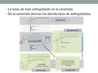 • La base de todo esfingolípido es la ceramida.
• De la ceramida derivan los demás tipos de esfingolípidos.
 