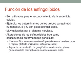Función de los esfingolípidos
• Son utilizados para el reconocimiento de la superficie
celular.
• Ejemplo: los determinantes de los grupos sanguíneos
humanos A, B y O son glucoesfingolípidos.
• Muy utilizados por el sistema nervioso.
• Alteraciones de los esfingolipidos trae como
consecuencia enfermedades genéticas:
• Niemann Pick: acumulación de esfingomielina en el cerebro, bazo
e hígado. (defecto enzimático: esfingomielinasa)
• Taysachs: acumulación de gangliósidos en el cerebro y bazo.
(ausencia de la enzima) causa degeneración del tejido.
 