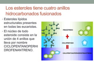 Los esteroles tiene cuatro anillos
hidrocarbonados fusionados
• Esteroles lípidos
estructurales presentes
en todas las eucariotas.
• El núcleo de todo
esteroide consiste en la
unión de 4 anillos que
lleva por nombre
CICLOPENTANOPERHI
DROFENANTRENO.
 