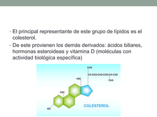 • El principal representante de este grupo de lípidos es el
colesterol.
• De este provienen los demás derivados: ácidos biliares,
hormonas esteroideas y vitamina D (moléculas con
actividad biológica específica)
 