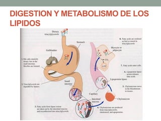 DIGESTION Y METABOLISMO DE LOS
LIPIDOS
 