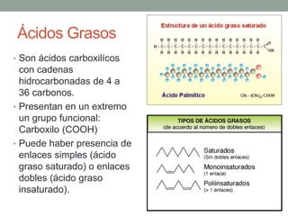 Ácidos Grasos
• Son ácidos carboxilícos
con cadenas
hidrocarbonadas de 4 a
36 carbonos.
• Presentan en un extremo
un grupo funcional:
Carboxilo (COOH)
• Puede haber presencia de
enlaces simples (ácido
graso saturado) o enlaces
dobles (ácido graso
insaturado).
 