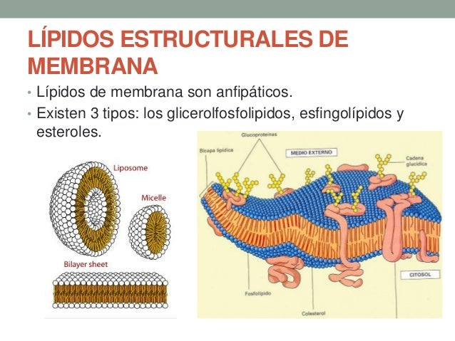 Lipidos
