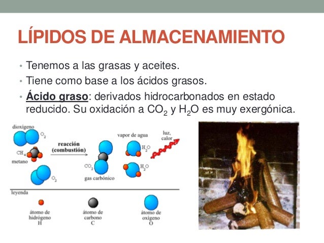 Lipidos