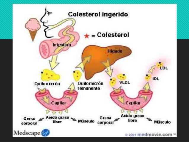 Lipidos