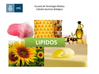 Escuela de Tecnología Médica 
Cátedra Química Biológica 
LIPIDOS 
 