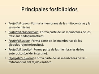 Principales fosfolípidos
• Fosfatidil colina- Forma la membrana de las mitocondrias y la
vaina de mielina.
• Fosfatidil etanolamina- Forma parte de las membranas de los
retículos endoplasmáticos.
• Fosfatidil serina- Forma parte de las membranas de los
glóbulos rojos(eritrocitos).
• Fosfatidil Inositol- Forma parte de las membranas de los
enterocitos(cel del intestino).
• Difosfatidil glicerol- Forma parte de las membranas de las
mitocondrias del tejido cardíaco.
 