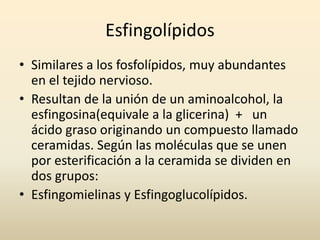 Esfingolípidos
• Similares a los fosfolípidos, muy abundantes
en el tejido nervioso.
• Resultan de la unión de un aminoalcohol, la
esfingosina(equivale a la glicerina) + un
ácido graso originando un compuesto llamado
ceramidas. Según las moléculas que se unen
por esterificación a la ceramida se dividen en
dos grupos:
• Esfingomielinas y Esfingoglucolípidos.
 