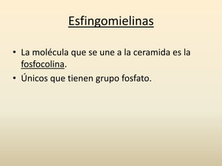 Esfingomielinas
• La molécula que se une a la ceramida es la
fosfocolina.
• Únicos que tienen grupo fosfato.
 