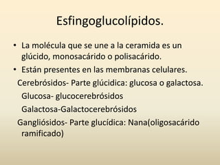 Esfingoglucolípidos.
• La molécula que se une a la ceramida es un
glúcido, monosacárido o polisacárido.
• Están presentes en las membranas celulares.
Cerebrósidos- Parte glúcidica: glucosa o galactosa.
Glucosa- glucocerebrósidos
Galactosa-Galactocerebrósidos
Gangliósidos- Parte glucídica: Nana(oligosacárido
ramificado)
 