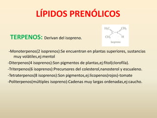LÍPIDOS PRENÓLICOS
-Monoterpenos(2 isoprenos):Se encuentran en plantas superiores, sustancias
muy volátiles,ej:mentol
-Diterpenos(4 isoprenos):Son pigmentos de plantas,ej:fitol(clorofila).
-Triterpenos(6 isoprenos):Precursores del colesterol,nanosterol y escualeno.
-Tetraterpenos(8 isoprenos):Son pigmentos,ej:licopenos(rojos)-tomate
-Politerpenos(múltiples isopreno):Cadenas muy largas ordenadas,ej:caucho.
TERPENOS: Derivan del isopreno.
 