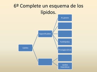 6º Complete un esquema de los
lípidos.
Lípidos
Saponificables
Ac.grasos
Fosfolípidos
Prostaglandinas
Lípidos
Esterólicos
 