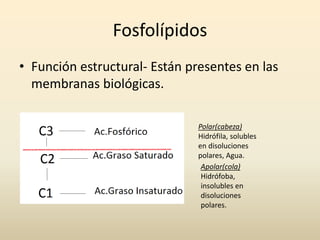 Fosfolípidos
• Función estructural- Están presentes en las
membranas biológicas.
Polar(cabeza)
Hidrófila, solubles
en disoluciones
polares, Agua.
Apolar(cola)
Hidrófoba,
insolubles en
disoluciones
polares.
 