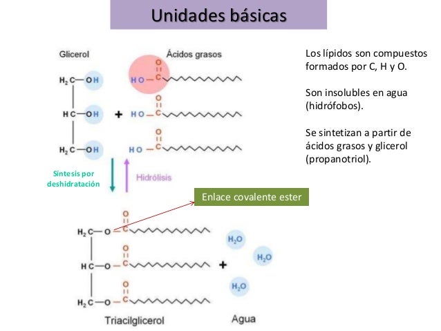 Lipidos
