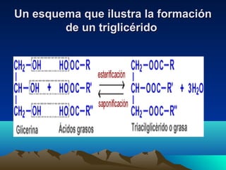 Un esquema que ilustra la formaciónUn esquema que ilustra la formación
de un triglicéridode un triglicérido
 