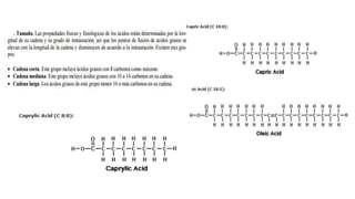 Lipidos