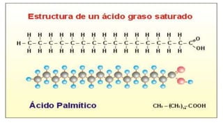 Lipidos