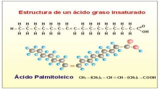 Lipidos