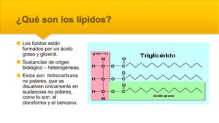 ¿Qué son los lípidos?
 Los lípidos están
formados por un ácido
graso y glicerol.
 Sustancias de origen
biológico – heterogéneas.
 Estos son hidrocarburos
no polares, que se
disuelven únicamente en
sustancias no polares,
como lo son: el
cloroformo y el benceno.
 