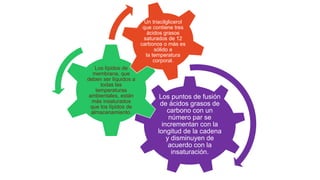 Los puntos de fusión
de ácidos grasos de
carbono con un
número par se
incrementan con la
longitud de la cadena
y disminuyen de
acuerdo con la
insaturación.
Los lípidos de
membrana, que
deben ser líquidos a
todas las
temperaturas
ambientales, están
más insaturados
que los lípidos de
almacenamiento.
Un triacilglicerol
que contiene tres
ácidos grasos
saturados de 12
carbonos o más es
sólido a
la temperatura
corporal.
 