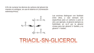 Las enzimas distinguen con facilidad
entre ellos, y casi siempre son
específicas para un carbono o para el
otro; por ejemplo, el glicerol siempre es
fosforilado en sn-3 por la glicerol
cinasa para dar glicerol 3- fosfato y no
glicerol 1- fosfato.
A fin de numerar los átomos de carbono del glicerol de
manera no ambigua, se usa el sistema sn (numeración
estereoquímica).
 